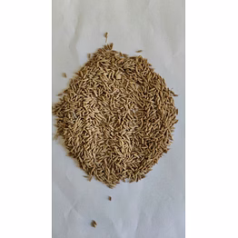 cumin seeds
