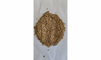 CUMIN SEEDS