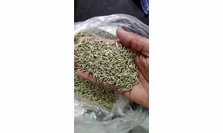 FENNEL SEEDS