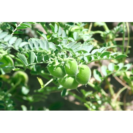 Neem Oil Emulsifier / Karanja Oil Emulsifier-1