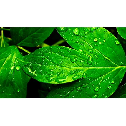 Wetting &amp; Sticking Agent-3