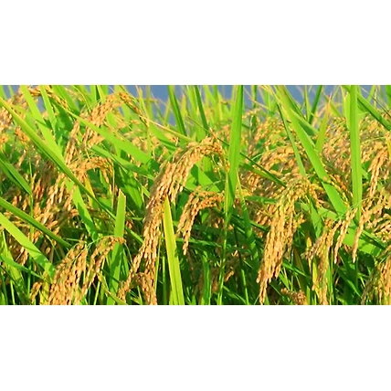 Protein Hydrolysate Powder 80-2