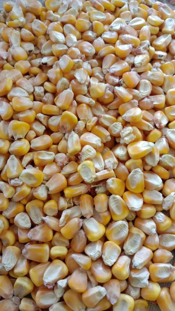 Yellow Maize-12488006