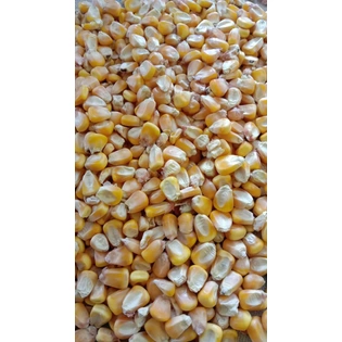 Yellow Maize