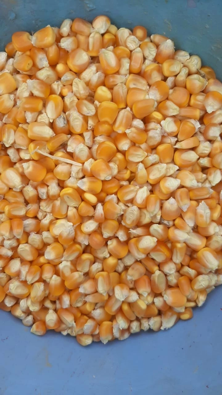 Yellow Maize-1