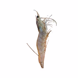 vannamei shrimps, shrimp