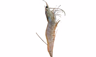 Vannamei Shrimps, Shrimp