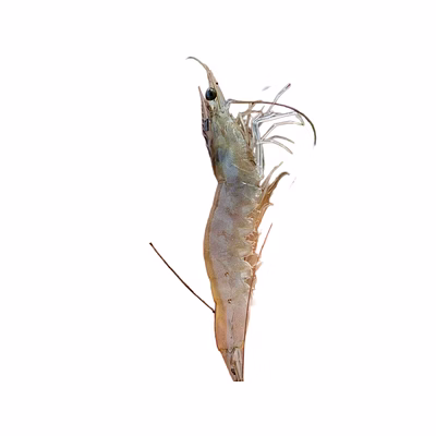 vannamei shrimps, shrimp