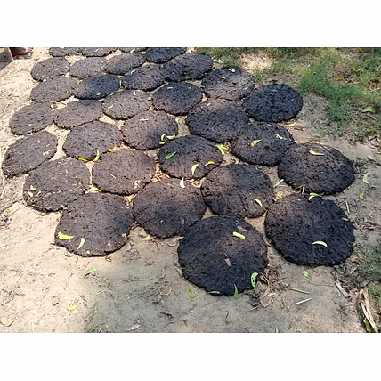 Cow Dung Cake-2