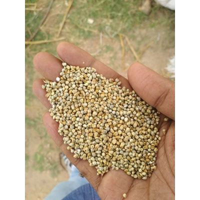 GREEN MILLETS