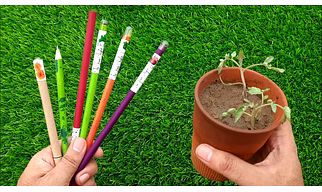 Plantable Color Paper Black Lead Pencil
