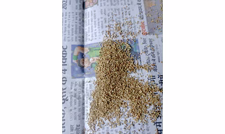 Carom seed