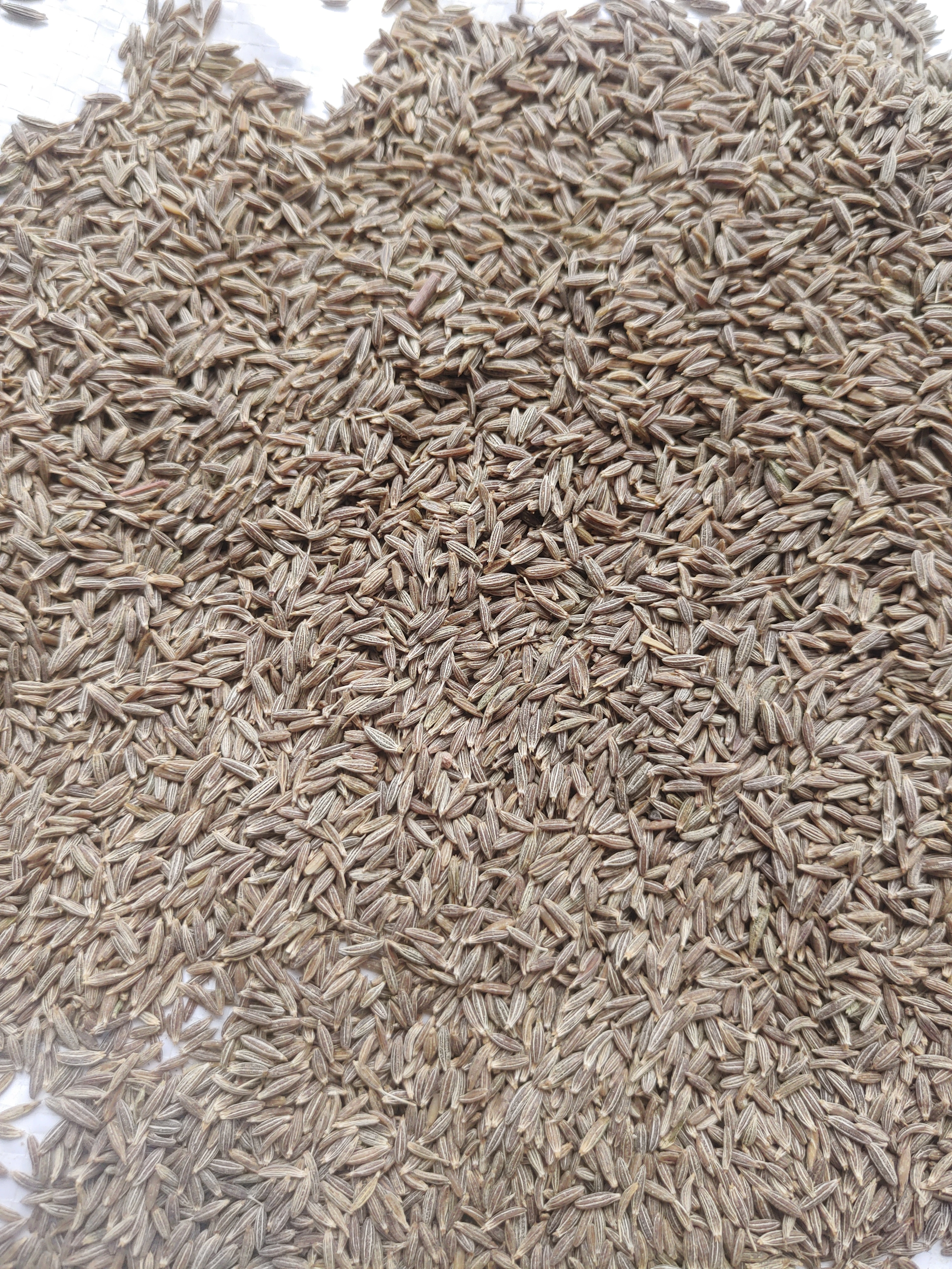 Cumin seed-12432947