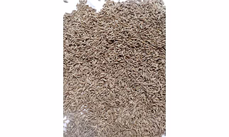 Cumin seed