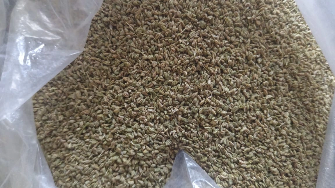 Carom seed-1