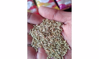 Fennel seed