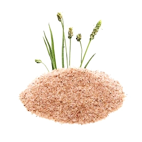 Psyllium Husk