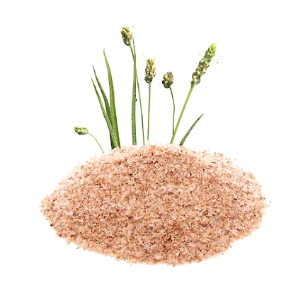Psyllium Husk-12433096