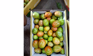 Tomato