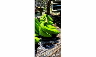 Banana