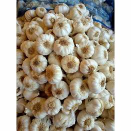 garlic