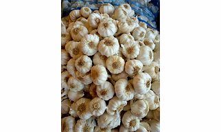 Garlic