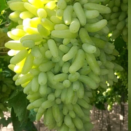 grapes