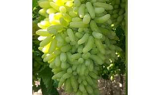 grapes