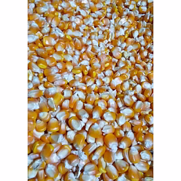 indian yellow maize