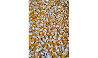 Indian yellow maize
