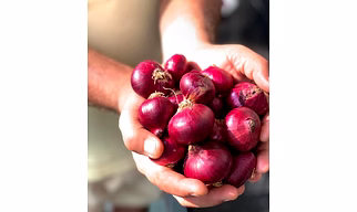 Bangalore Rose Onion