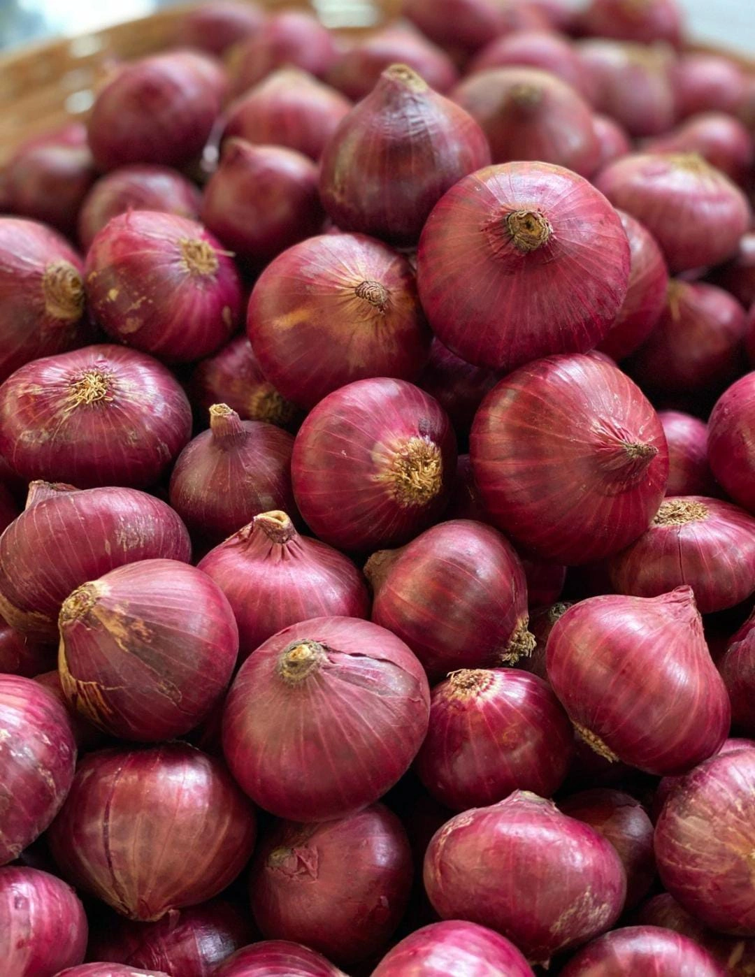 Bangalore Rose Onion-1