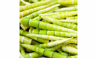 Bamboo Shoots