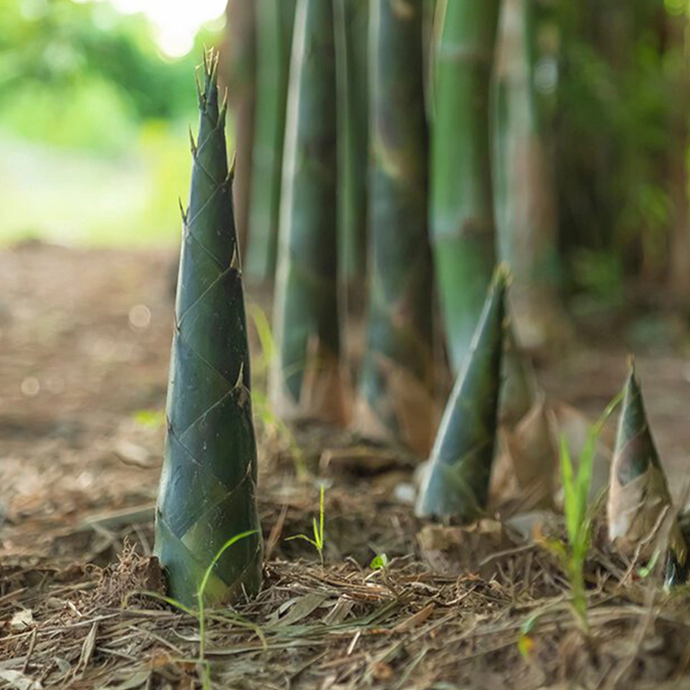 Bamboo Shoots-1