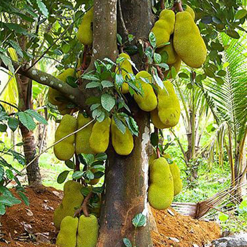 Jackfruit