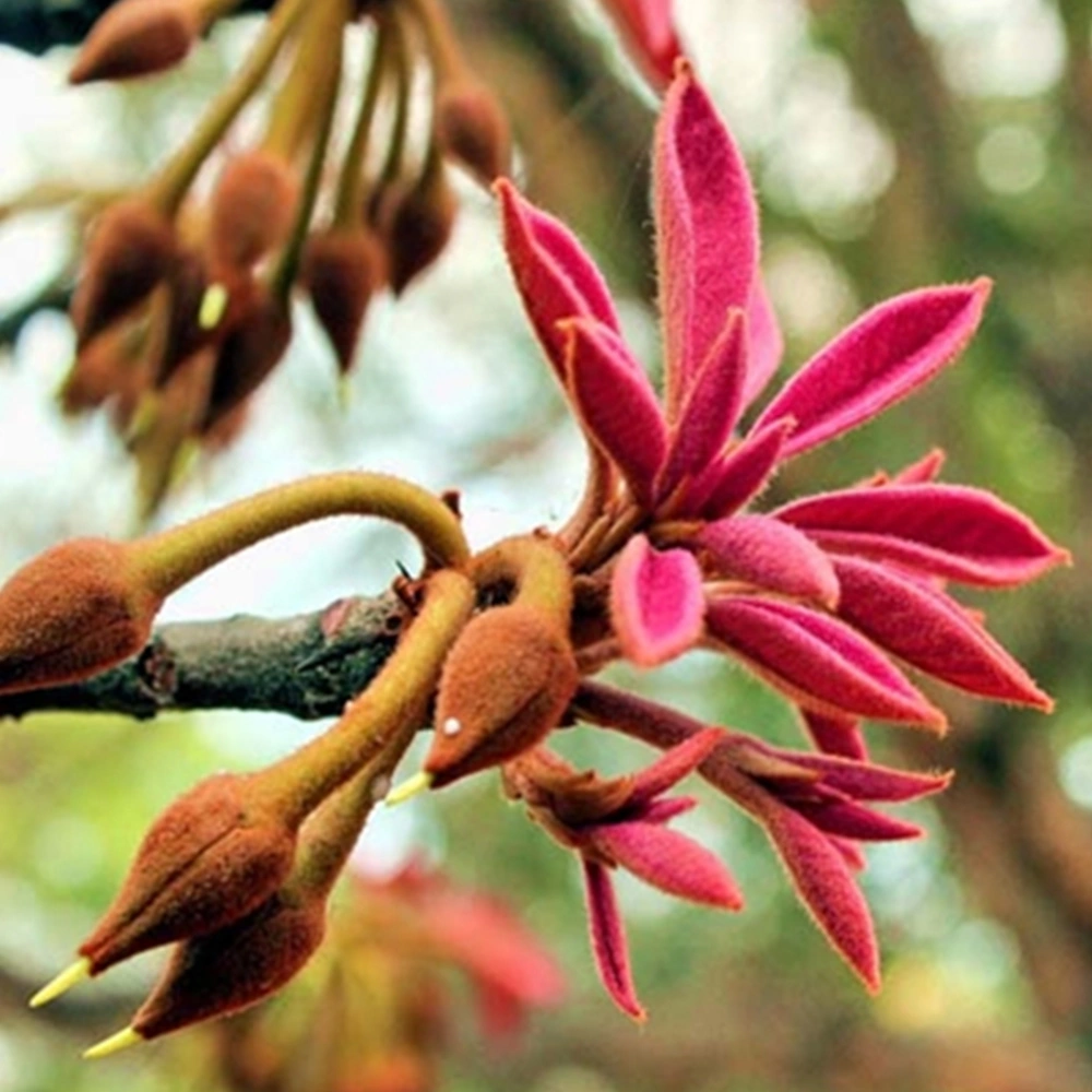 Mahua flowers