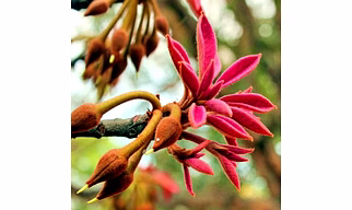 Mahua