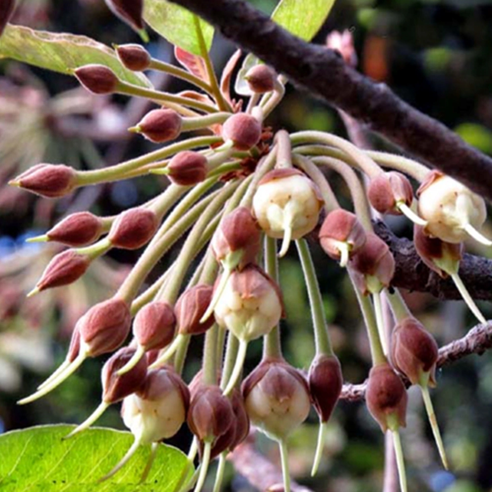 Mahua flowers