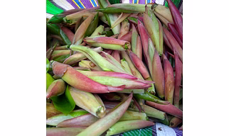 Putkal