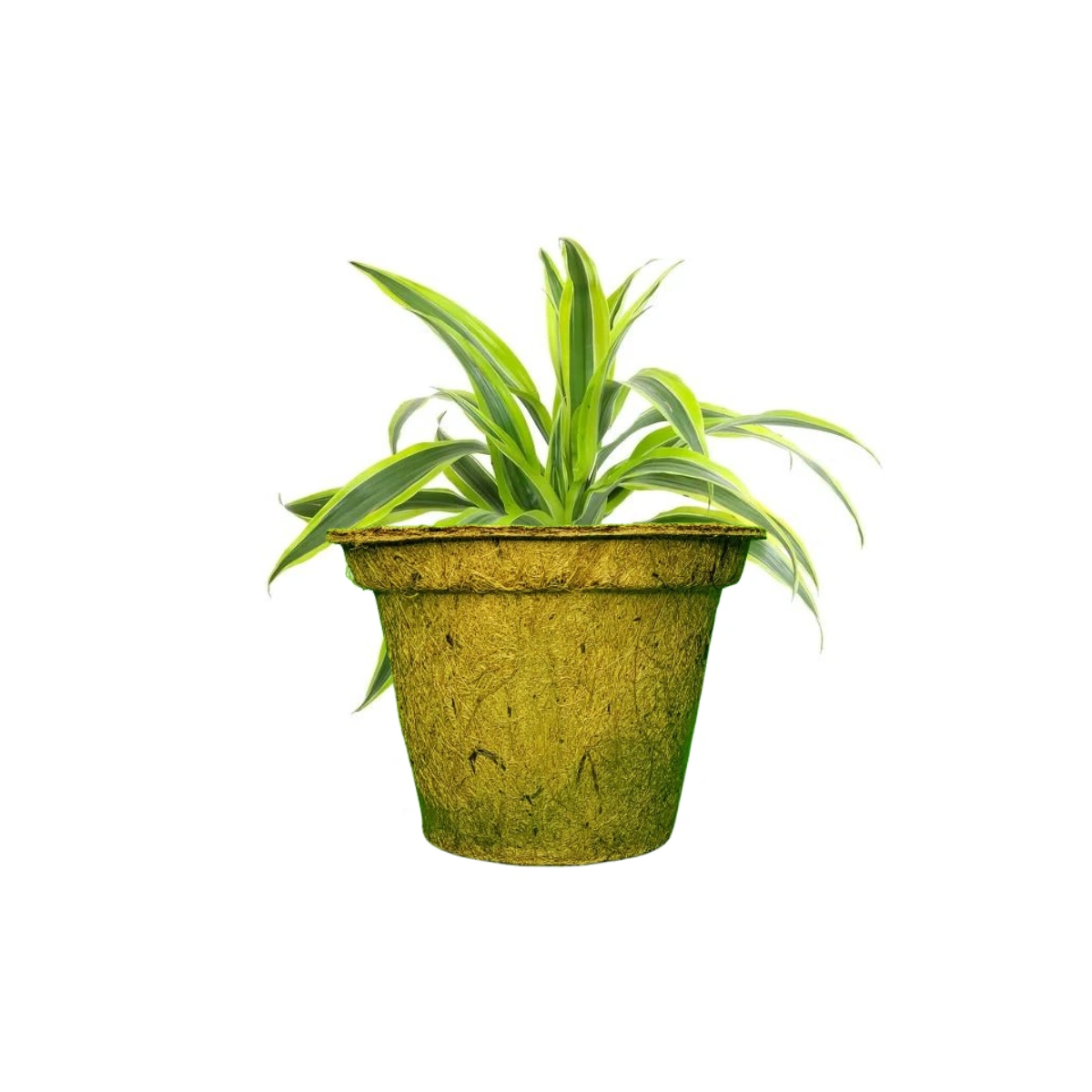 Coir Pot (Round shape)-2