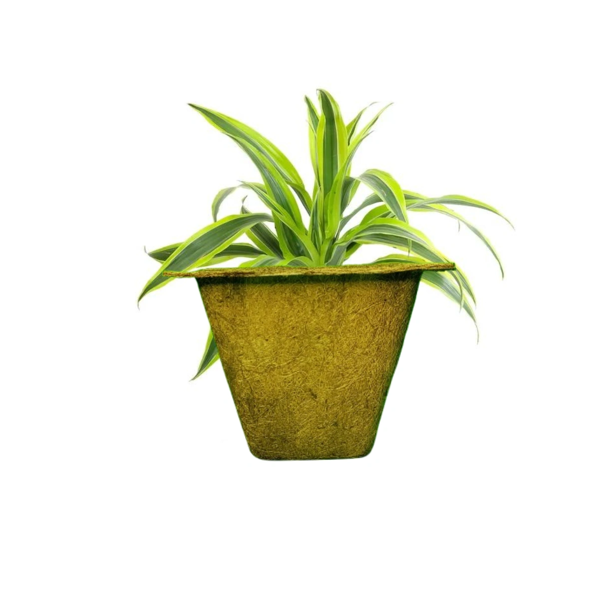 Coir Pot (Square shape)-2