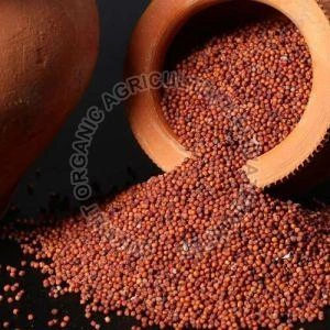 Finger Millet - Ragi-12461724