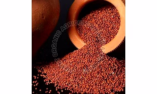 Finger Millet - Ragi