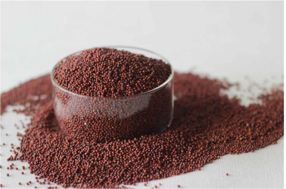 Finger Millet - Ragi-2