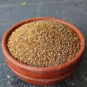 Foxtail Millet - Kangni-12472214