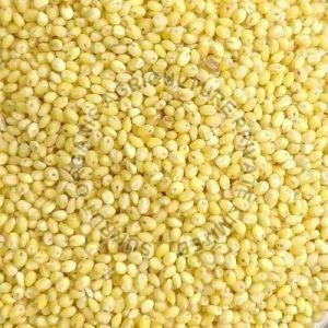 Proso Millet - Cheena-12472216