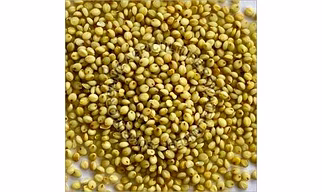 Browntop Millet - Hari Kangni