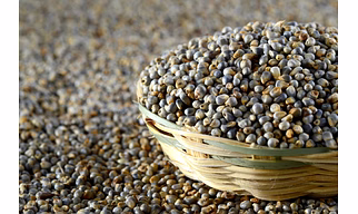 Pearl Millet - Bajra