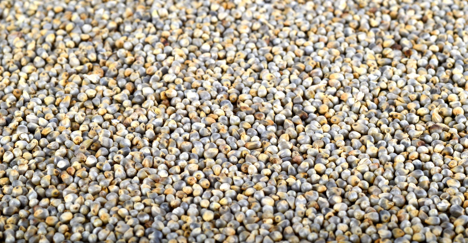 Pearl Millet - Bajra-1