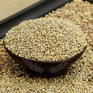 Pearl Millet - Bajra-2